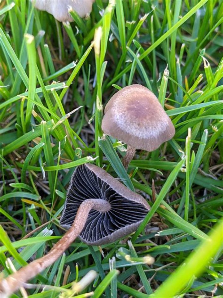 When do panaeolus cinctulus grow?