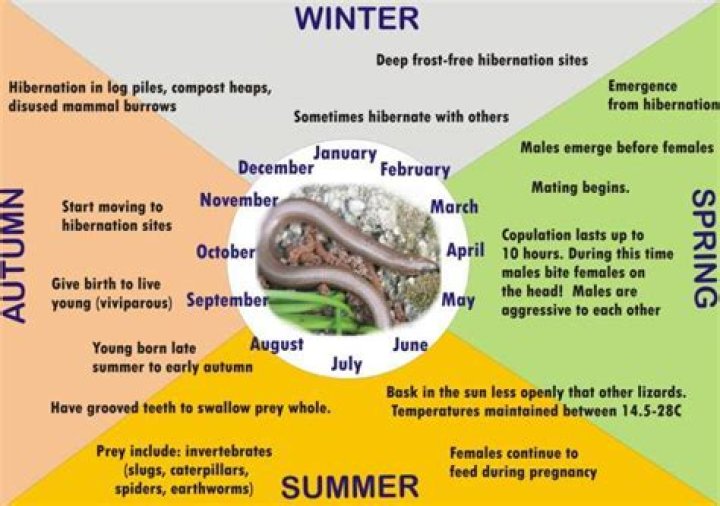 When do slow worms hibernate?