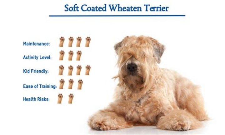 When do wheaten terriers change color?