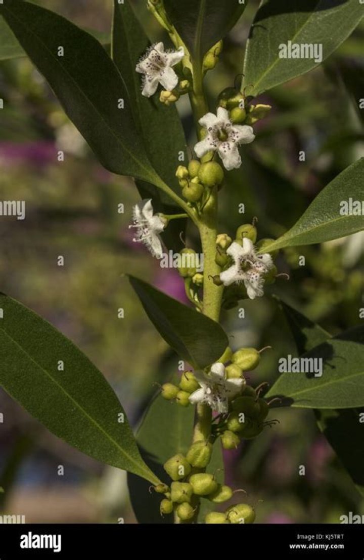 When does ngaio flower?