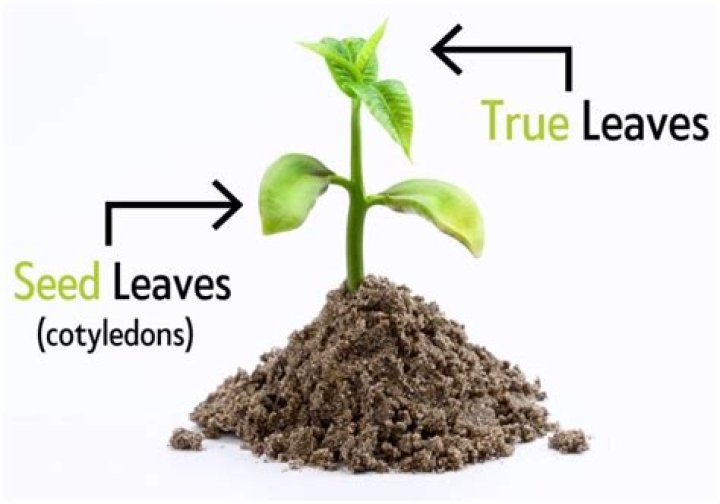 When to transplant cotyledons?