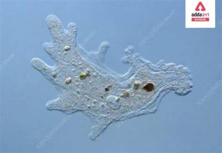 Where do amoeba live?