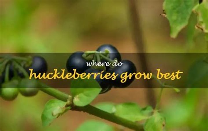 Where do huckleberries grow best?