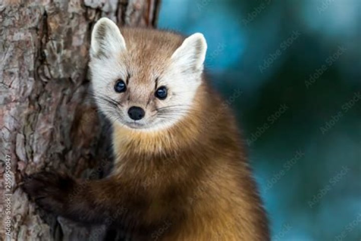 Where do martens live?