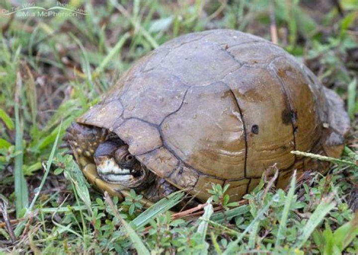 Where do three toed box turtles live?