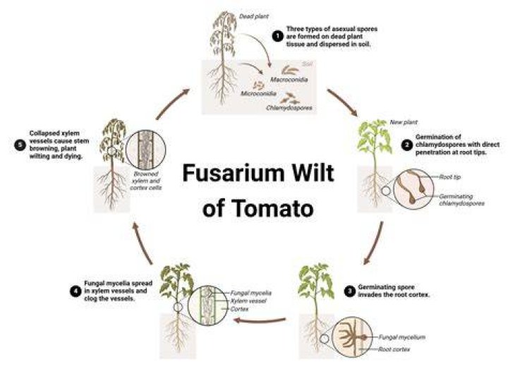 Where does fusarium come from?