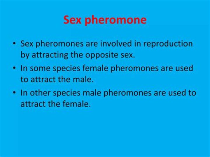 Where does pheromones come from?
