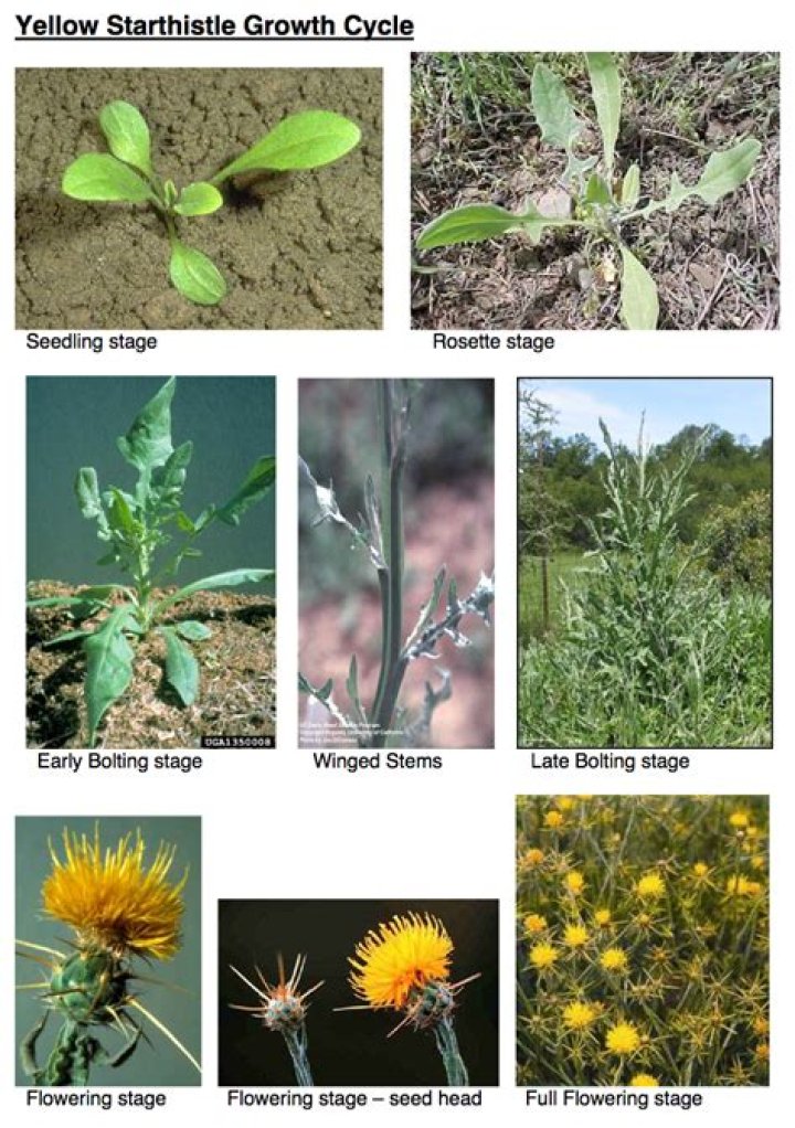 Where does yellow star thistle grow?