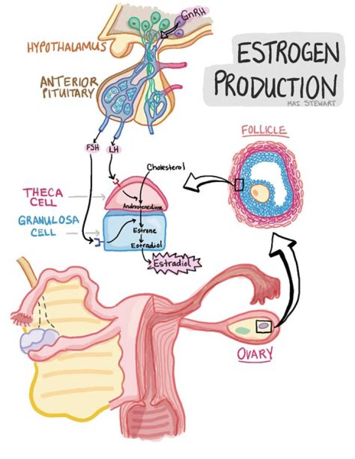 Where is estrogen produced?