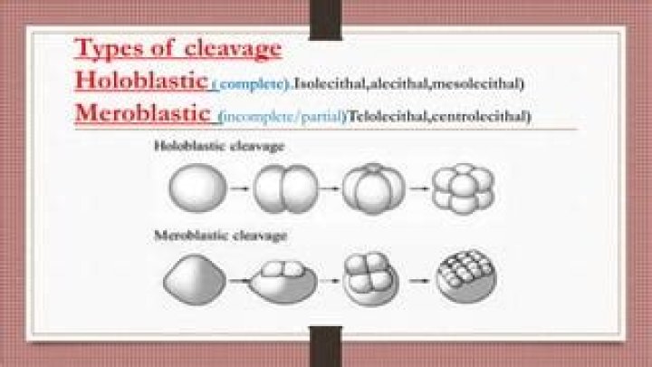 Where is holoblastic cleavage found?