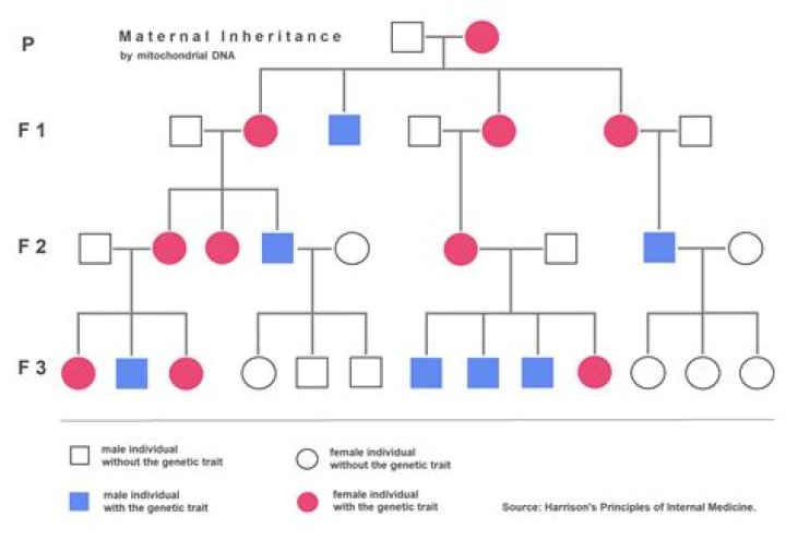 Where is maternal inheritance?