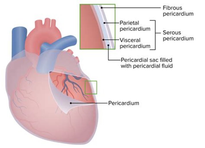 Where is pericardial fluid found?