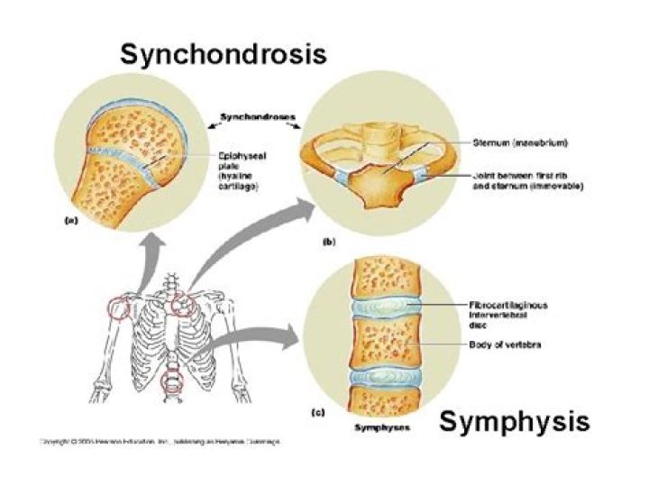 Where is synchondrosis located?