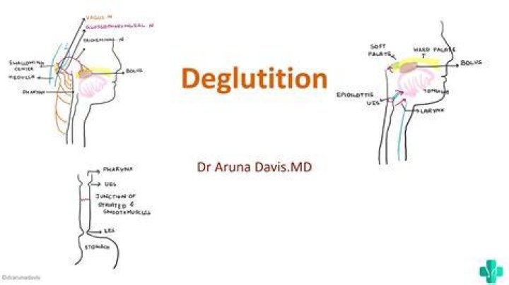 Where is the neural center for controlling deglutition located?