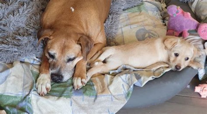 Where is yp puppy rescue?