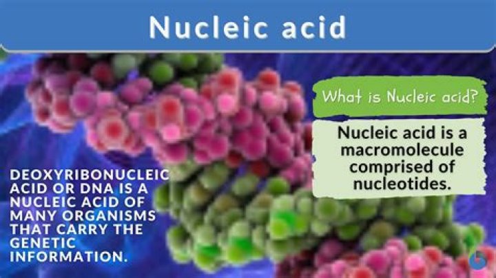Which a nucleic acid?