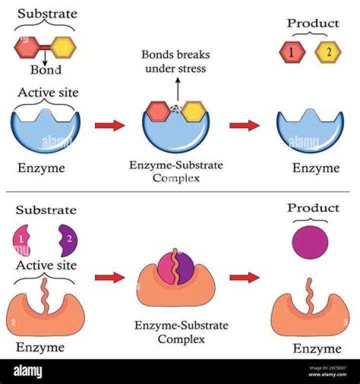 Which enzyme(s) has/have proteins as the substrate?