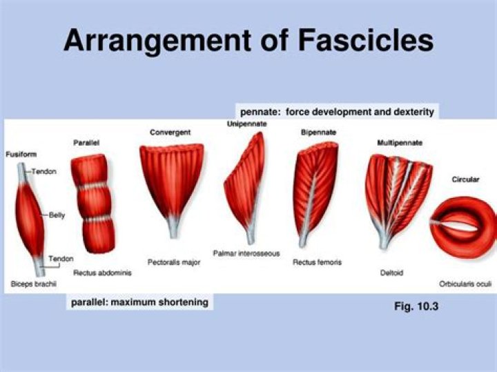 Which fascicle arrangement produces the more powerful contraction?
