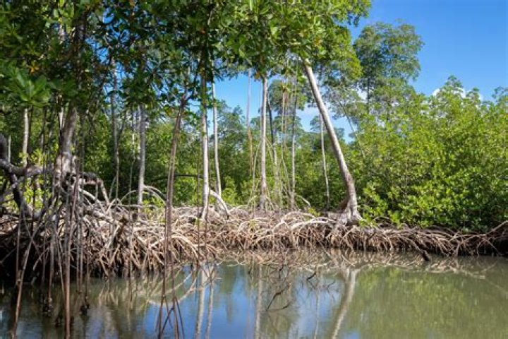 Which is mangrove forest?