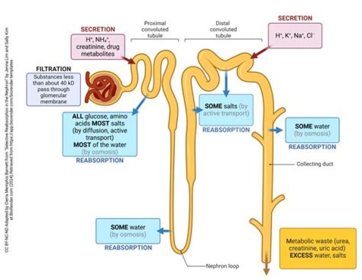 Which nephron is impermeable to sodium?
