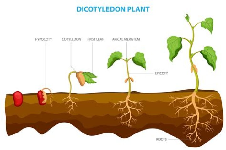 Which plant have two cotyledons?