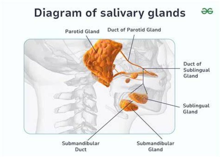 Which salivary glands are palpable?