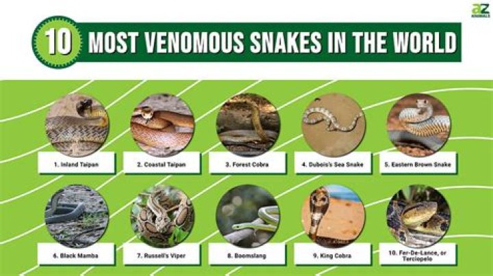 Which snake venom is most dangerous?