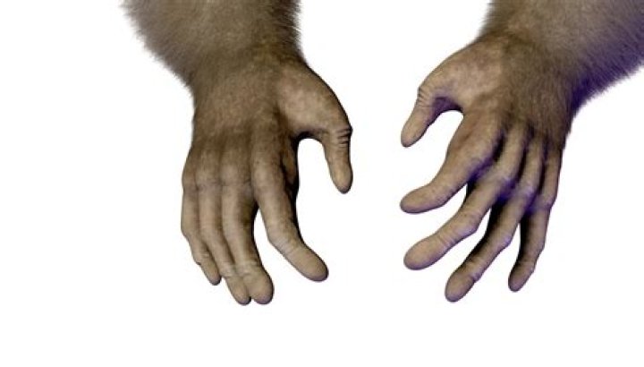 Who created the opposable thumb?