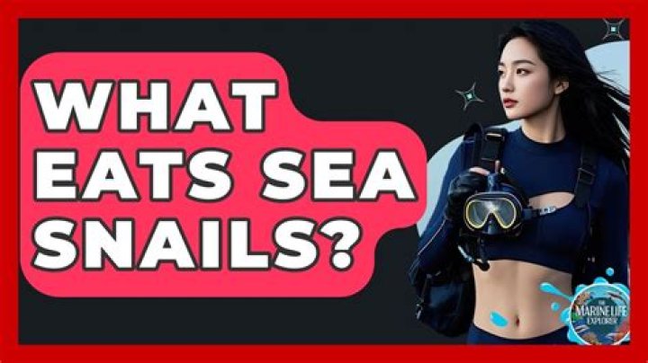 Who eats sea snails?