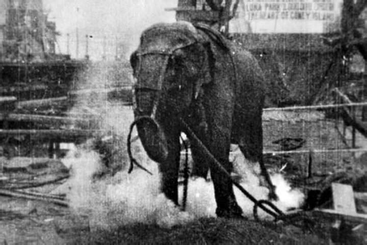 Who electrocuted an elephant?