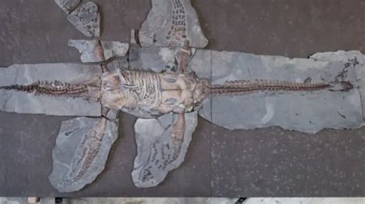 Who found the first plesiosaur?