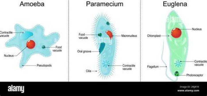 Why amoeba is irregular in shape?