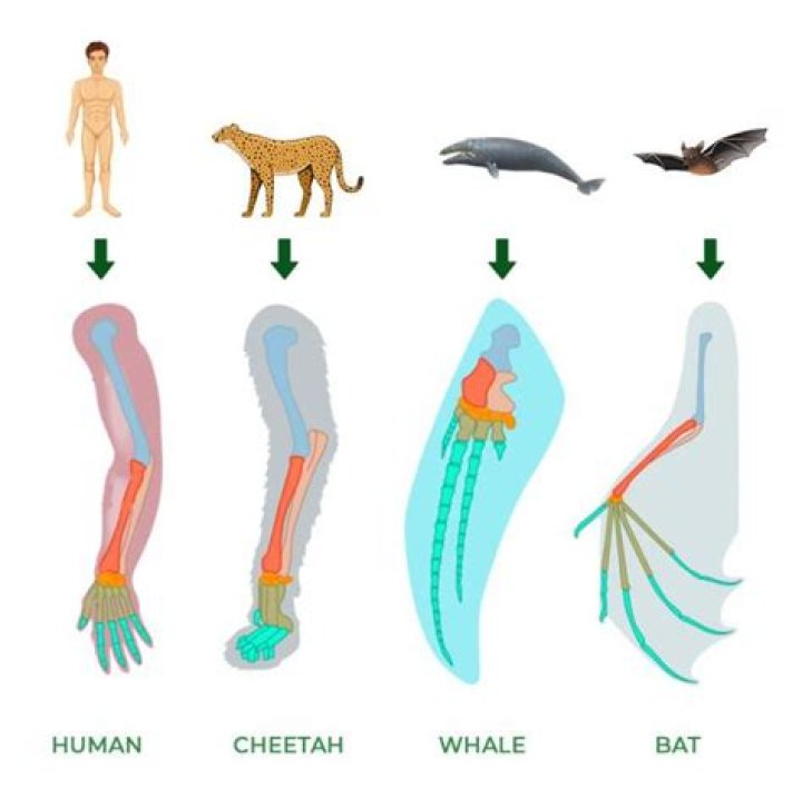 Why are homologies used to classify species?