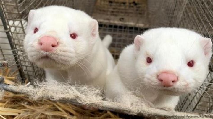 Why are minks being culled?