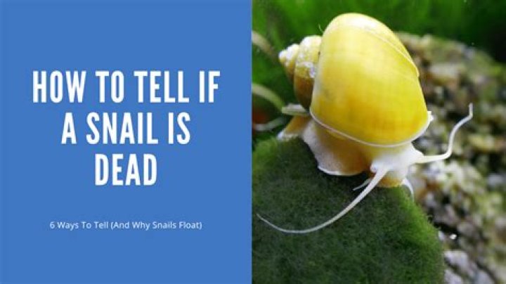 Why did my sea snail die?