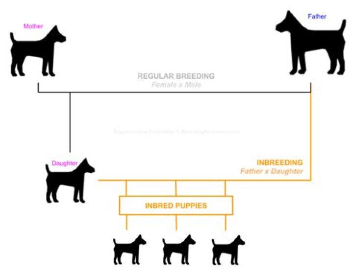 Why do breeders inbred?