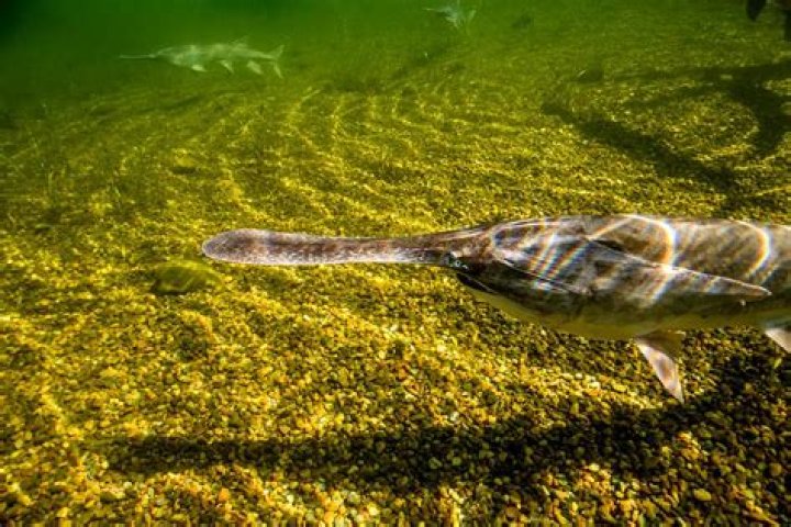 Why do paddlefish jump out of the water?