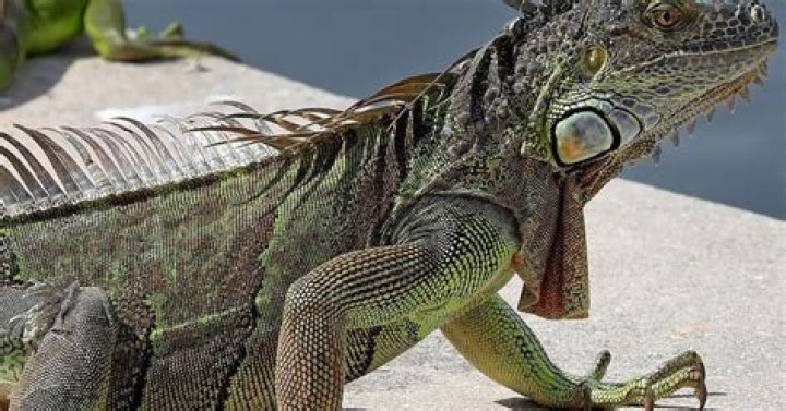 Why iguanas are bad for florida?
