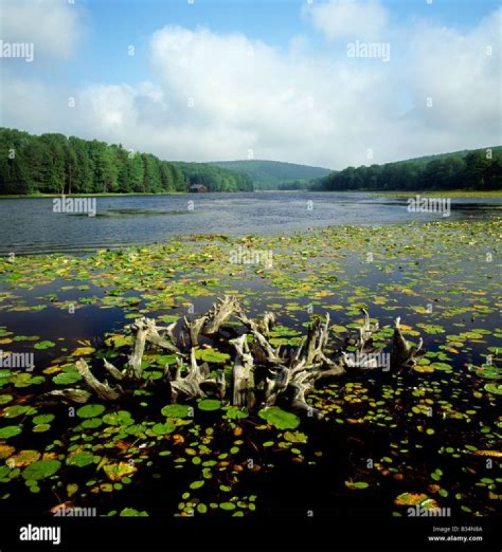 Why is black moshannon water black?