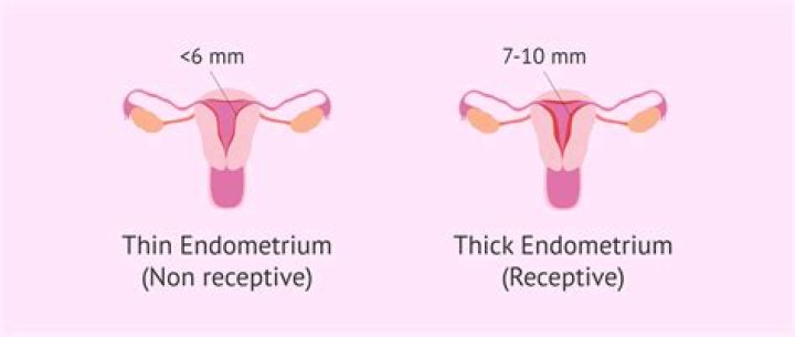 Why is it important for the uterus lining to build up?