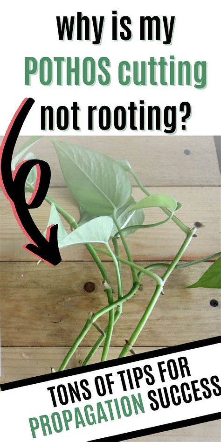 Why is my pothos not vining?