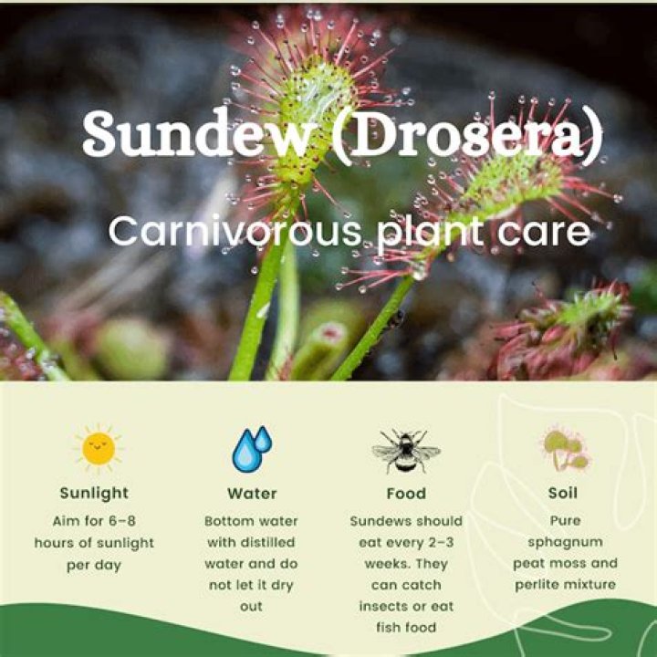 Why is my sundews leaves?