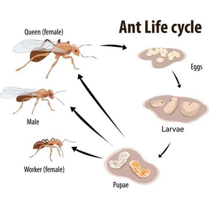 Why is the lifespan of an ant?