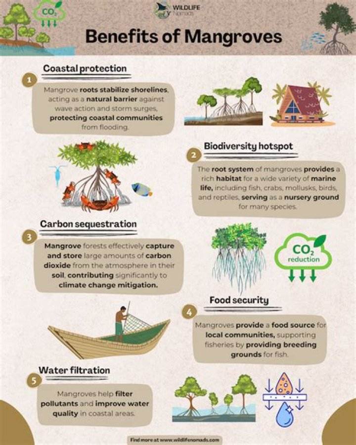 Why mangrove swamps are important?
