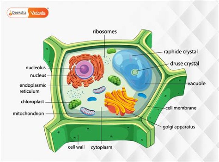 Why the nucleus of plant cell is eccentric in position?
