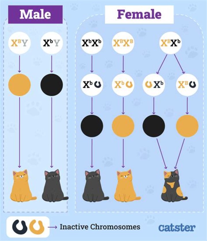 Why tortoiseshell cats are male?