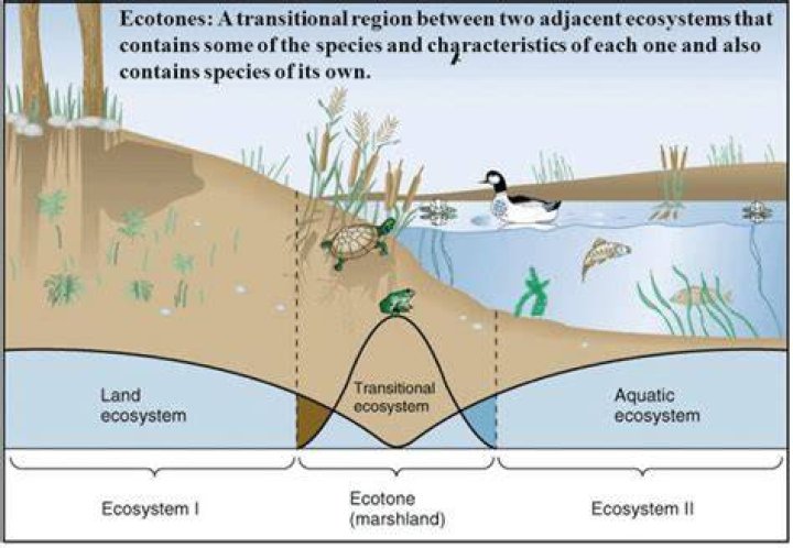 Why wetlands are considered as ecotones?