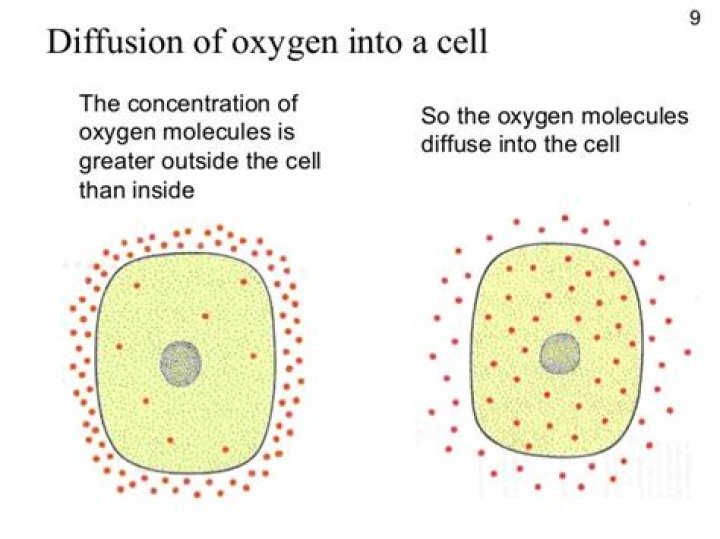 Why will oxygen diffuses into the cell?