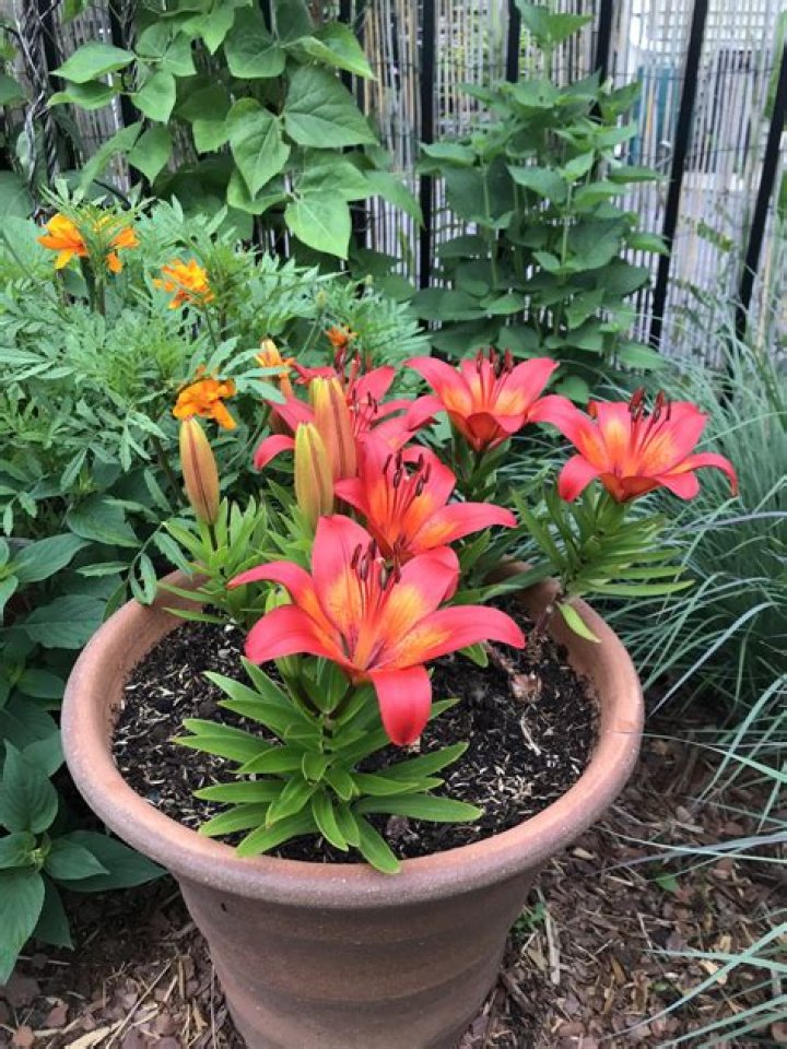 Will a potted lily plant bloom again?