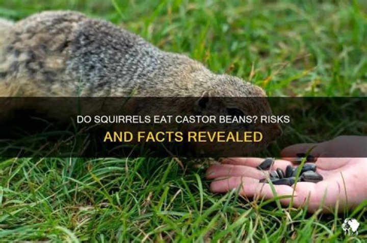 Will castor beans kill squirrels?